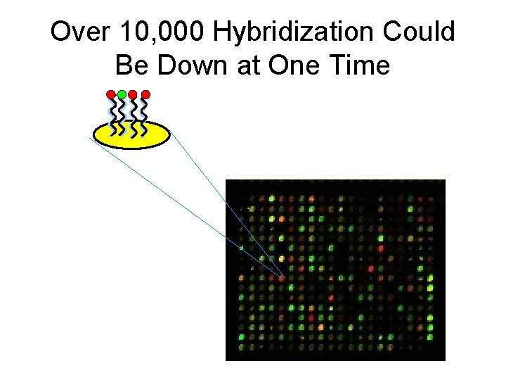 Over 10, 000 Hybridization Could Be Down at One Time 