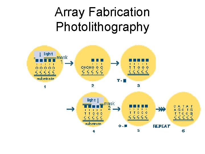 Array Fabrication Photolithography 