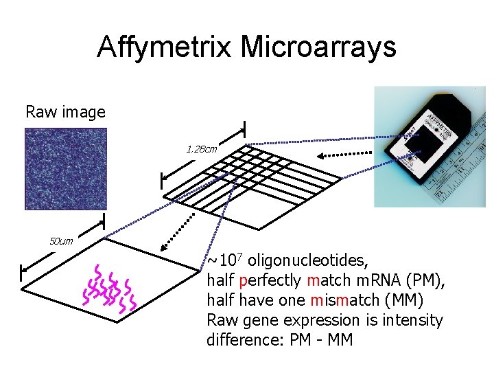 Affymetrix Microarrays Raw image 1. 28 cm 50 um ~107 oligonucleotides, half perfectly match