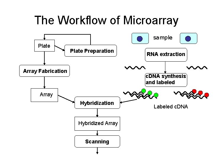 The Workflow of Microarray sample Plate Preparation Array Fabrication RNA extraction c. DNA synthesis