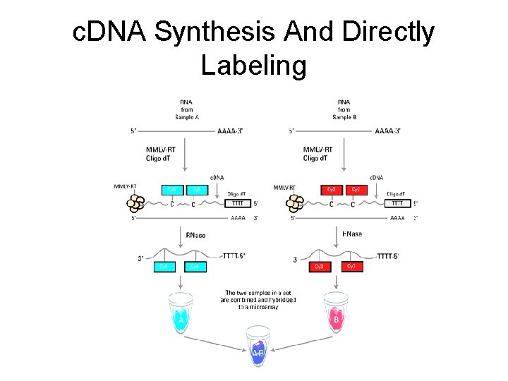 c. DNA Synthesis And Directly Labeling 