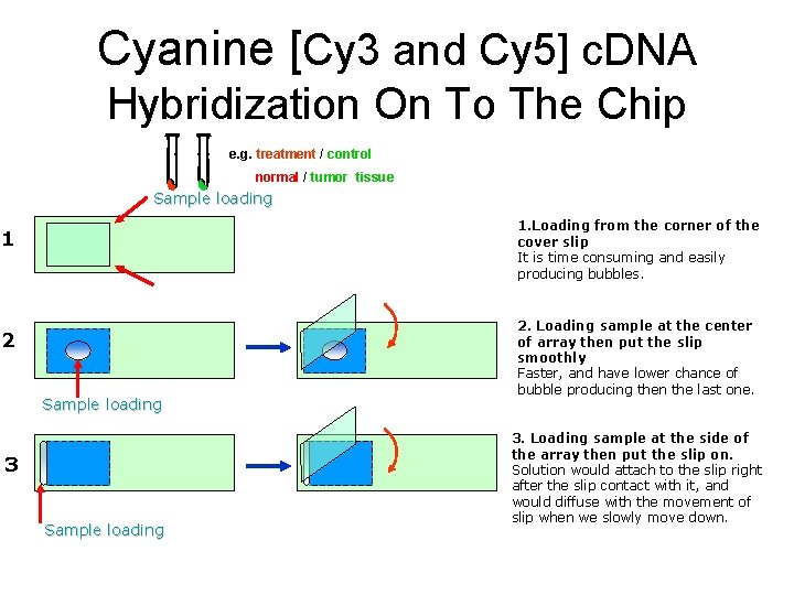 Cyanine [Cy 3 and Cy 5] c. DNA Hybridization On To The Chip e.