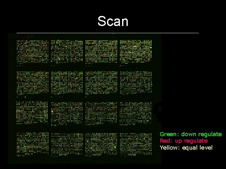 Scan Green: down regulate Red: up regulate Yellow: equal level 