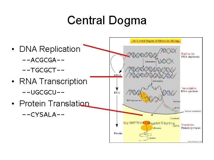 Central Dogma • DNA Replication --ACGCGA---TGCGCT-- • RNA Transcription --UGCGCU-- • Protein Translation --CYSALA--