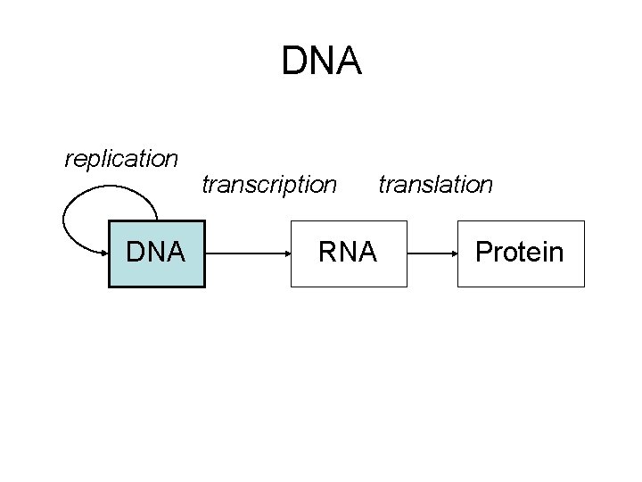 DNA replication DNA transcription RNA translation Protein 