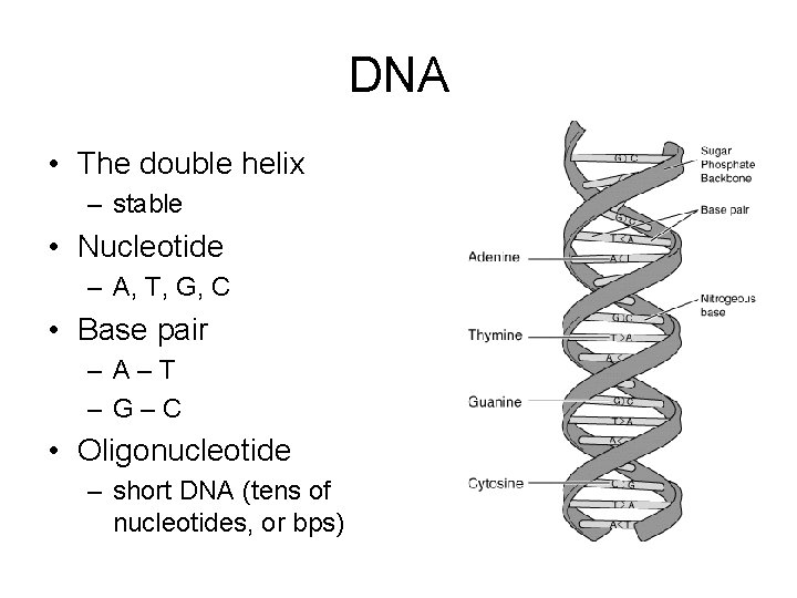 DNA • The double helix – stable • Nucleotide – A, T, G, C