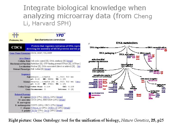 Integrate biological knowledge when analyzing microarray data (from Cheng Li, Harvard SPH) Right picture: