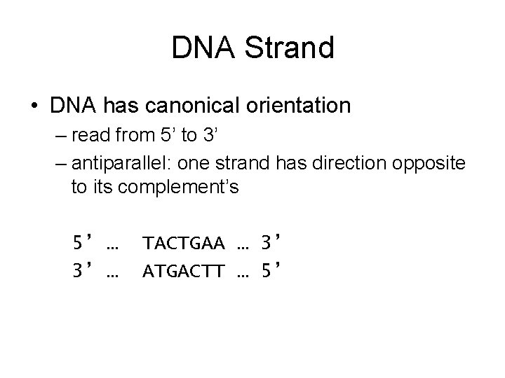 DNA Strand • DNA has canonical orientation – read from 5’ to 3’ –