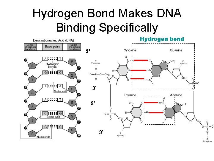 Hydrogen Bond Makes DNA Binding Specifically Hydrogen bond 5’ 3’ 