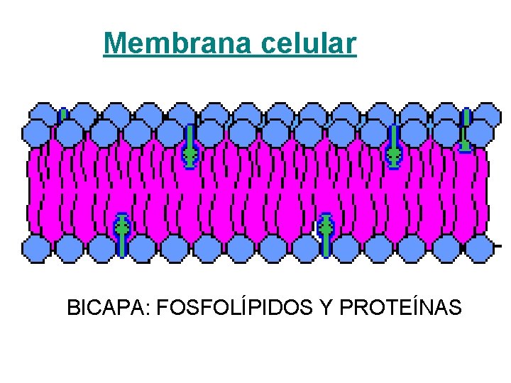 Membrana celular BICAPA: FOSFOLÍPIDOS Y PROTEÍNAS 