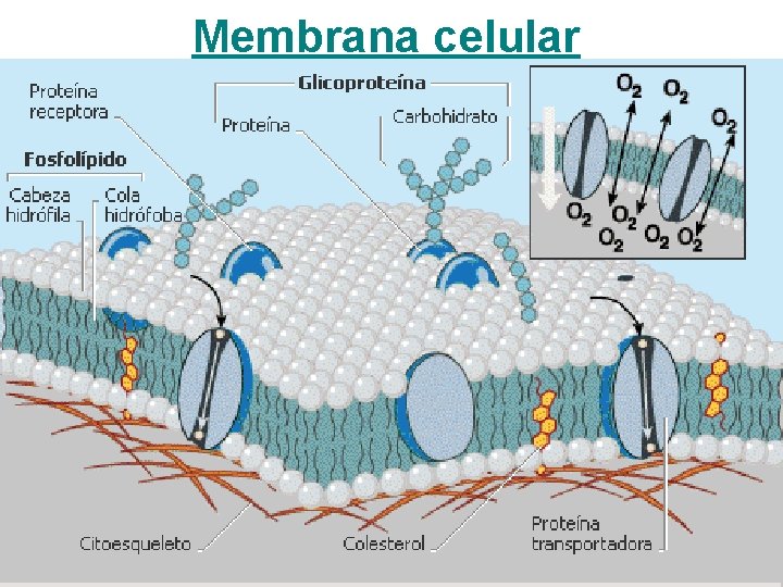 Membrana celular 
