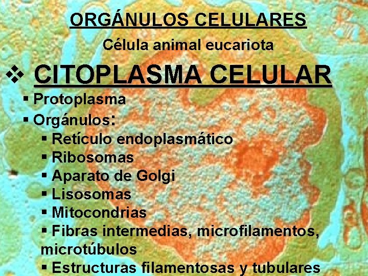 ORGÁNULOS CELULARES Célula animal eucariota v CITOPLASMA CELULAR § Protoplasma § Orgánulos: § Retículo