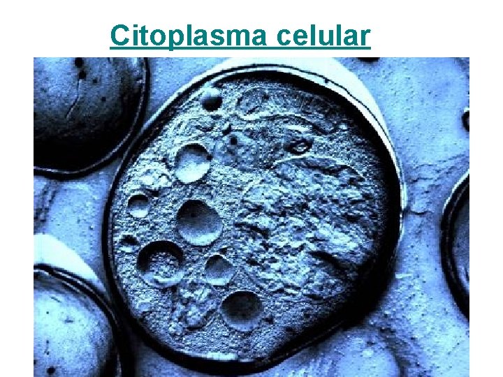 Citoplasma celular 