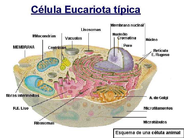 Célula Eucariota típica Esquema de una célula animal 