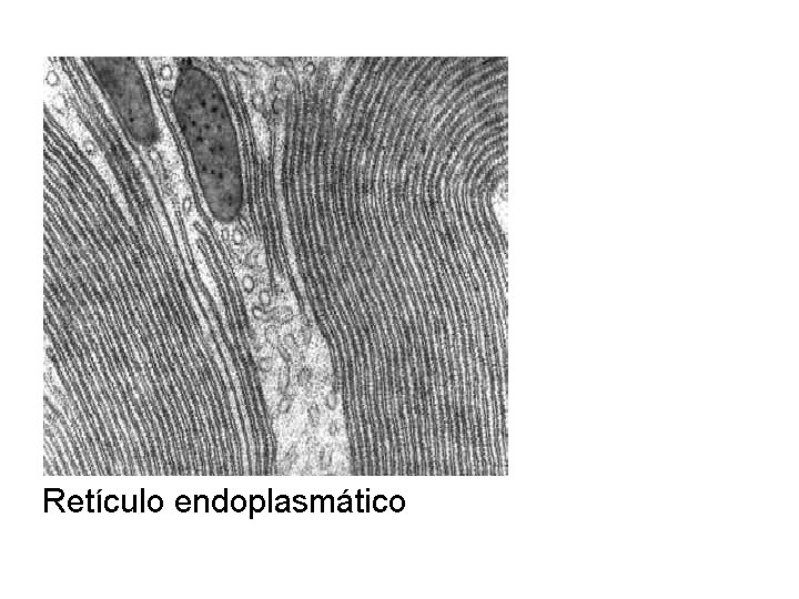 Retículo endoplasmático 