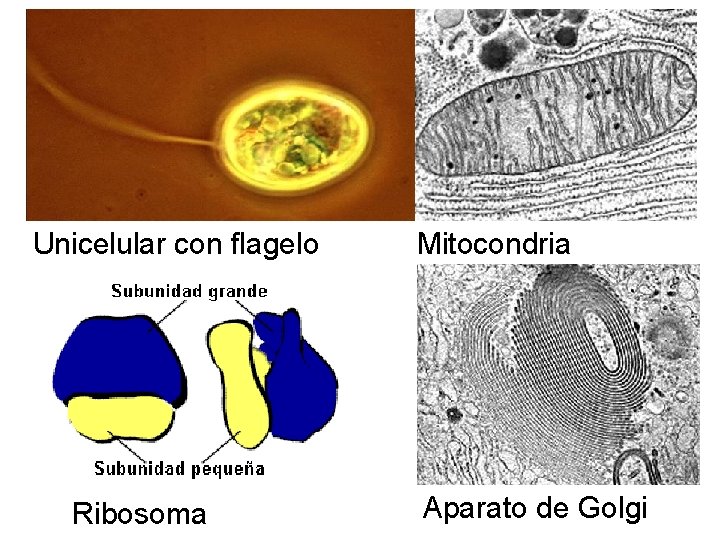 Unicelular con flagelo Ribosoma Mitocondria Aparato de Golgi 