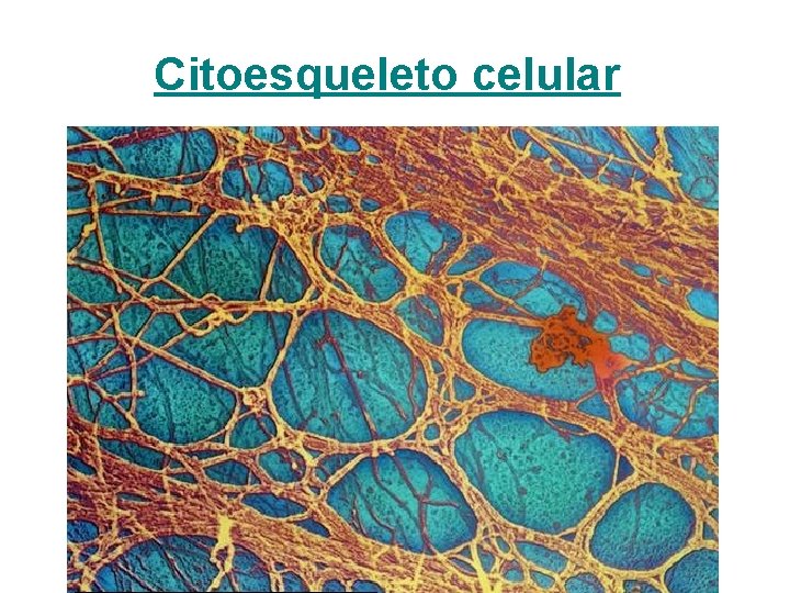 Citoesqueleto celular 