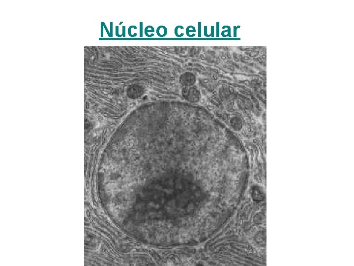 Núcleo celular 