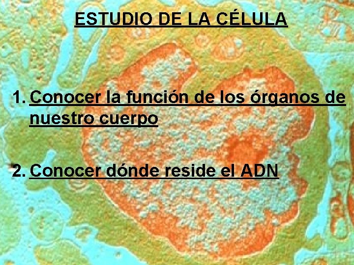 ESTUDIO DE LA CÉLULA 1. Conocer la función de los órganos de nuestro cuerpo