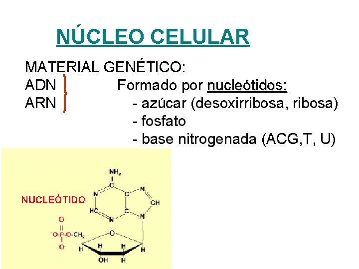 NÚCLEO CELULAR MATERIAL GENÉTICO: ADN Formado por nucleótidos: ARN - azúcar (desoxirribosa, ribosa) -