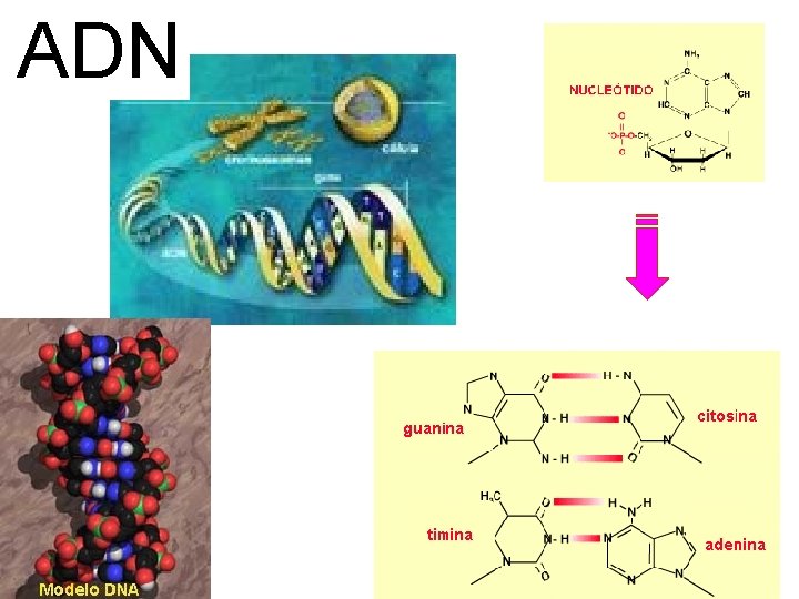 ADN 