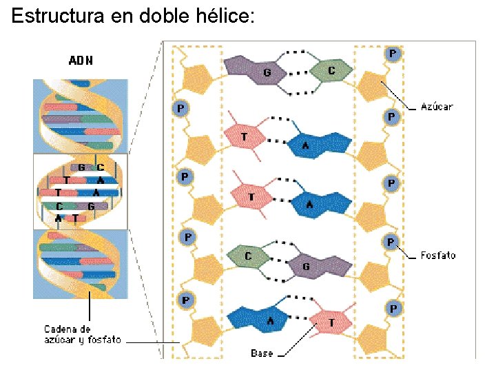 Estructura en doble hélice: 