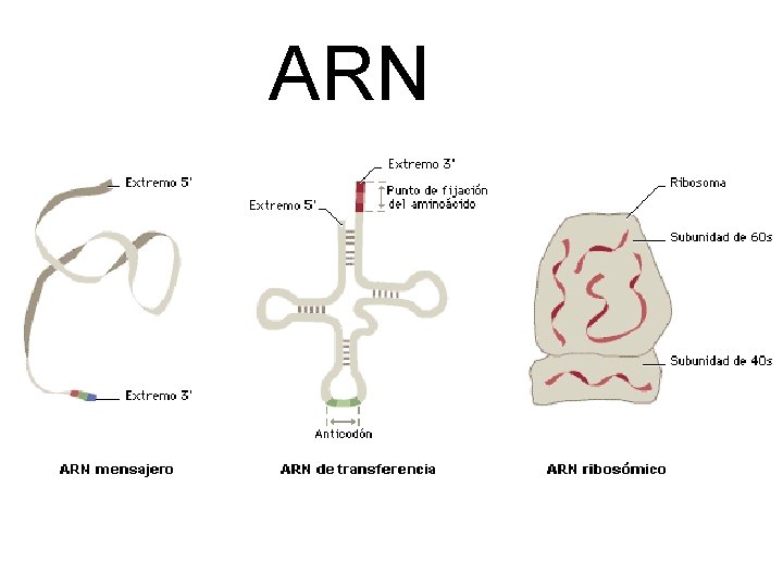 ARN 