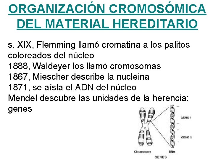 ORGANIZACIÓN CROMOSÓMICA DEL MATERIAL HEREDITARIO s. XIX, Flemming llamó cromatina a los palitos coloreados