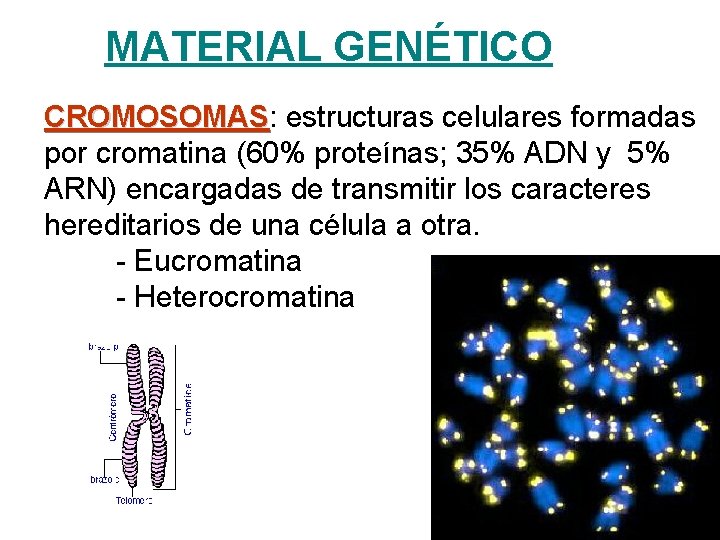 MATERIAL GENÉTICO CROMOSOMAS: CROMOSOMAS estructuras celulares formadas por cromatina (60% proteínas; 35% ADN y