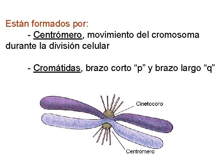 Están formados por: - Centrómero, Centrómero movimiento del cromosoma durante la división celular -