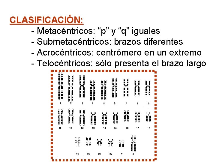 CLASIFICACIÓN: - Metacéntricos: “p” y “q” iguales - Submetacéntricos: brazos diferentes - Acrocéntricos: centrómero
