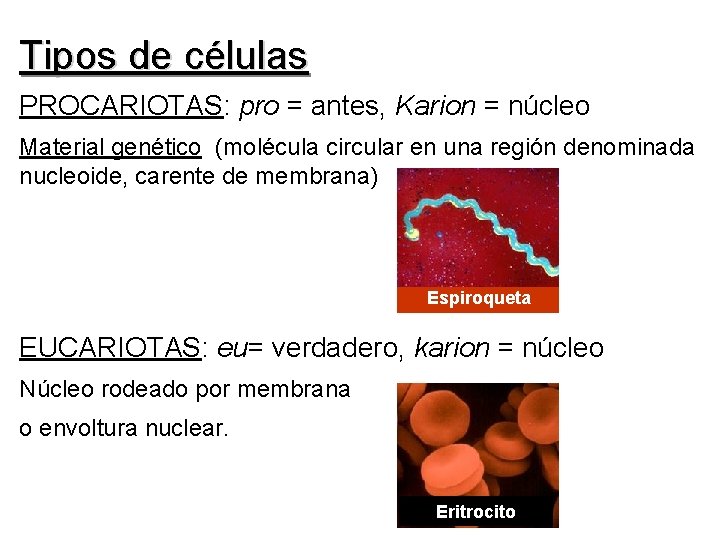 Tipos de células PROCARIOTAS: pro = antes, Karion = núcleo Material genético (molécula circular