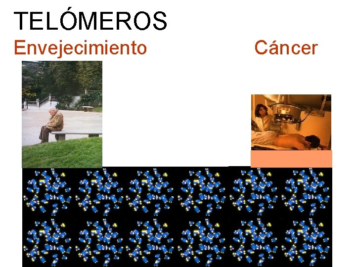 TELÓMEROS Envejecimiento Cáncer 