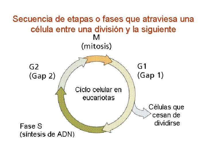 Secuencia de etapas o fases que atraviesa una célula entre una división y la