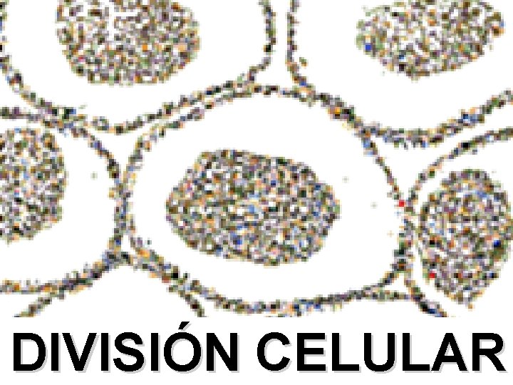 DIVISIÓN CELULAR 
