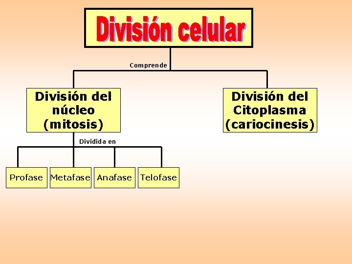Comprende División del núcleo (mitosis) División del Citoplasma (cariocinesis) Dividida en Profase Metafase Anafase