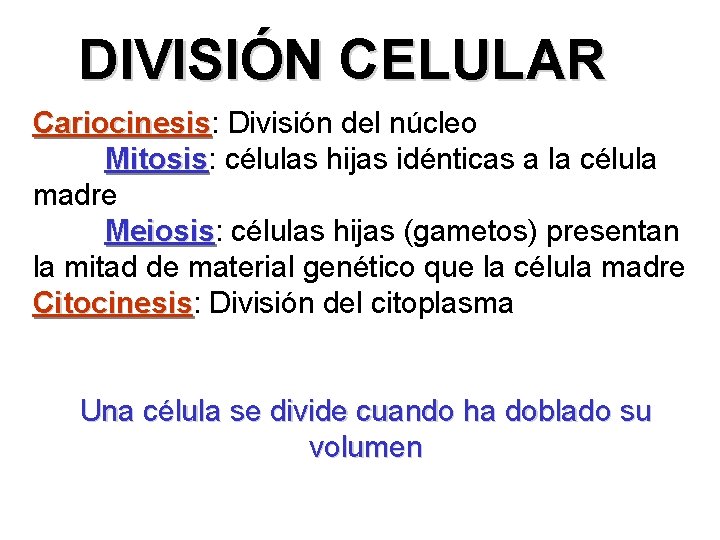 DIVISIÓN CELULAR Cariocinesis: Cariocinesis División del núcleo Mitosis: Mitosis células hijas idénticas a la