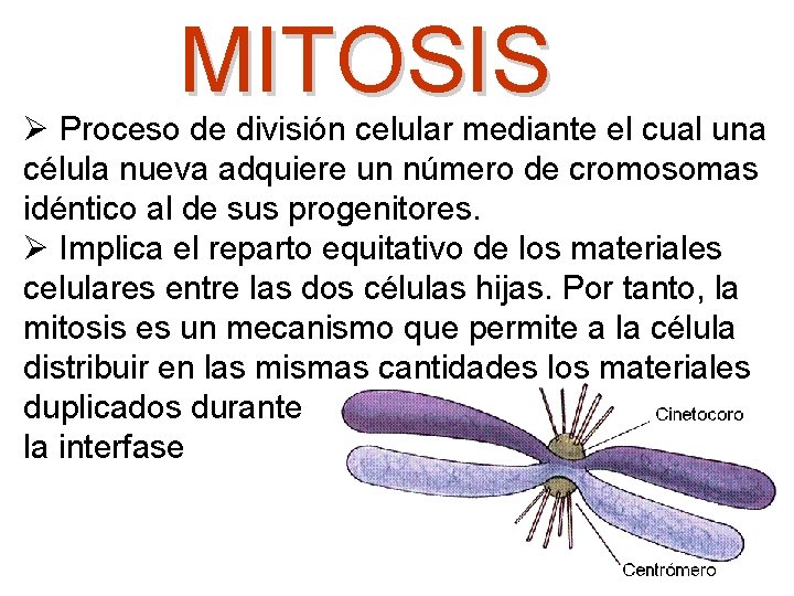 MITOSIS Ø Proceso de división celular mediante el cual una célula nueva adquiere un