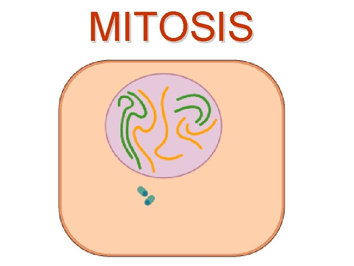 MITOSIS 