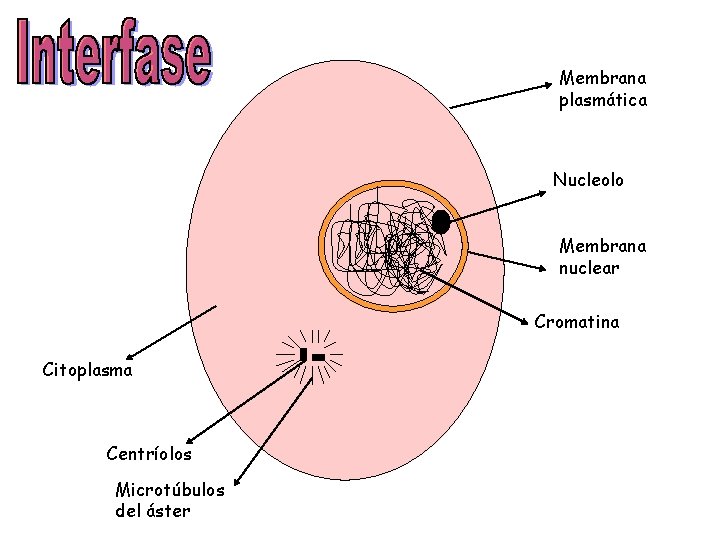 Membrana plasmática Nucleolo 0 Membrana nuclear Cromatina Citoplasma Centríolos Microtúbulos del áster 