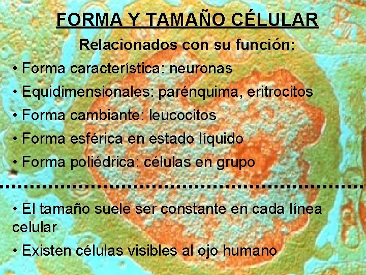 FORMA Y TAMAÑO CÉLULAR Relacionados con su función: • Forma característica: neuronas • Equidimensionales: