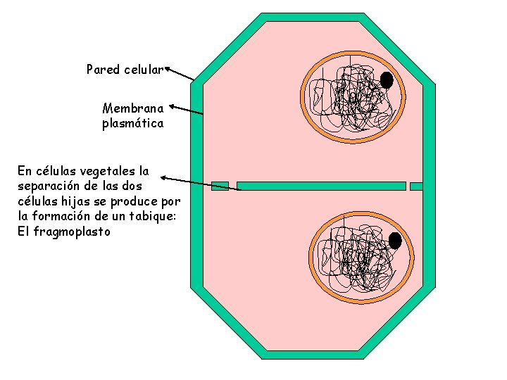 Pared celular Membrana plasmática 0 En células vegetales la separación de las dos células