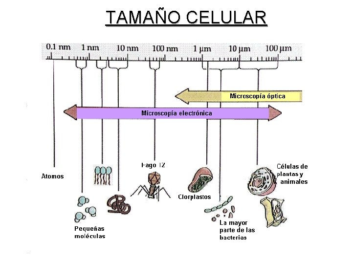 TAMAÑO CELULAR 