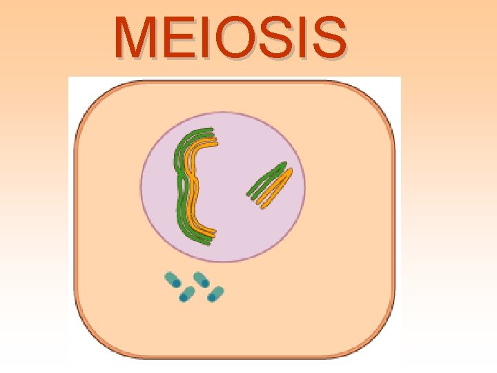 MEIOSIS 