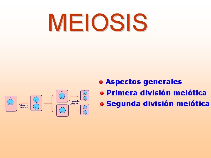 MEIOSIS Aspectos generales Primera división meiótica Segunda división meiótica 