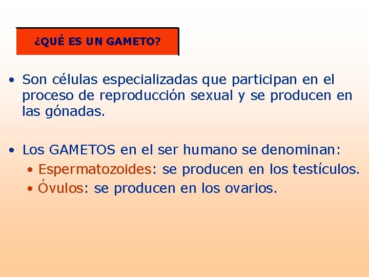 ¿QUÉ ES UN GAMETO? • Son células especializadas que participan en el proceso de