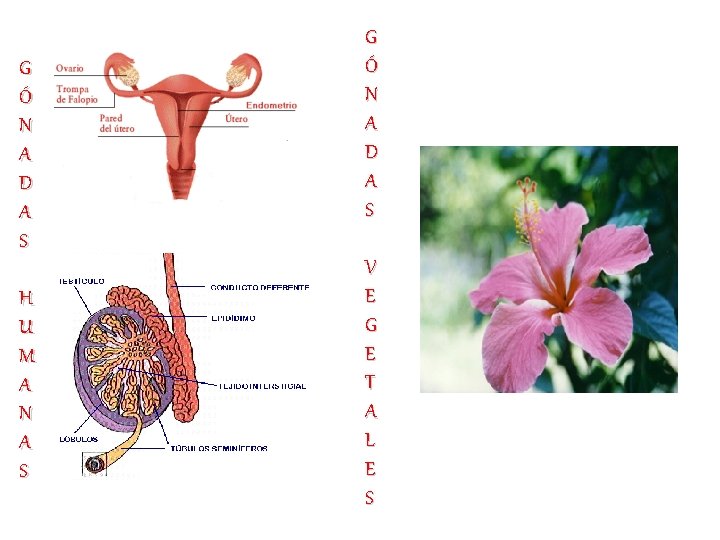 G Ó N A D A S H U M A N A S