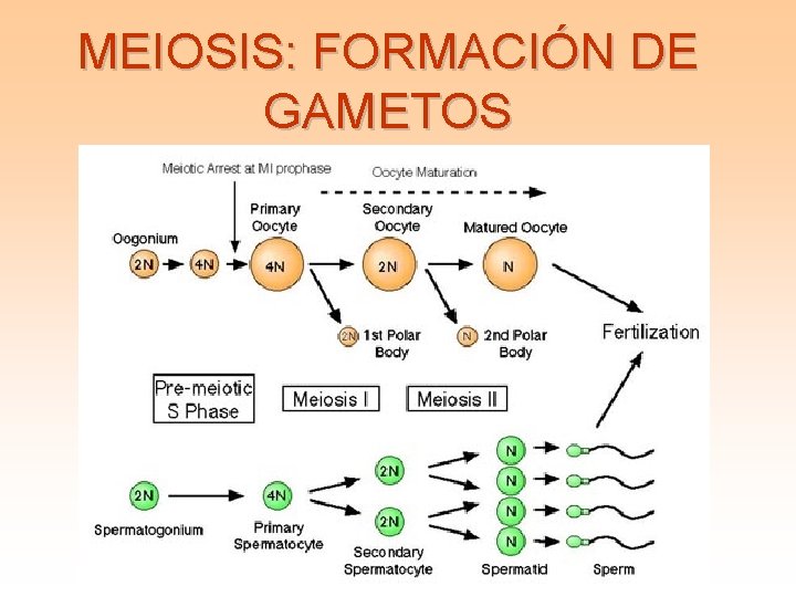 MEIOSIS: FORMACIÓN DE GAMETOS 