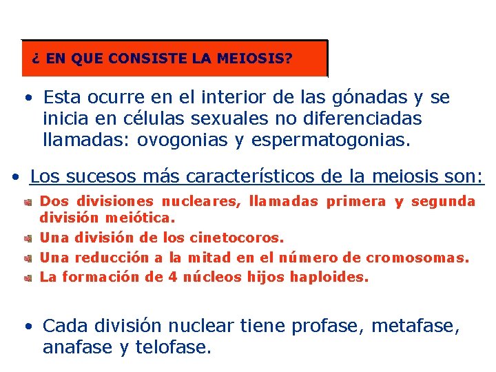 ¿ EN QUE CONSISTE LA MEIOSIS? • Esta ocurre en el interior de las