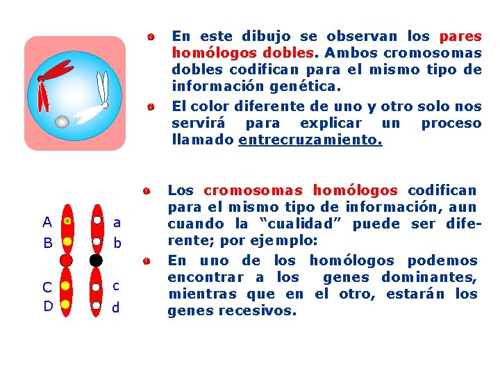 En este dibujo se observan los pares homólogos dobles. Ambos cromosomas dobles codifican para